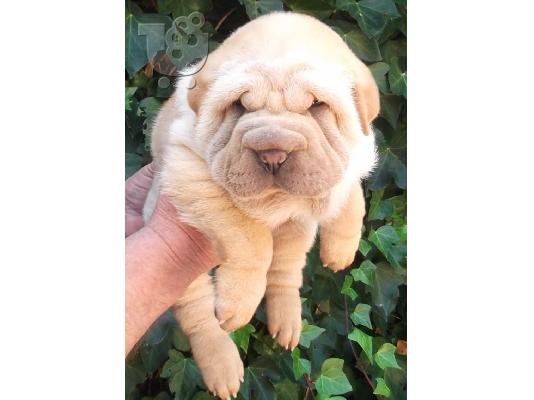 Shar Pei Diathésima arseniká kai thilyká.